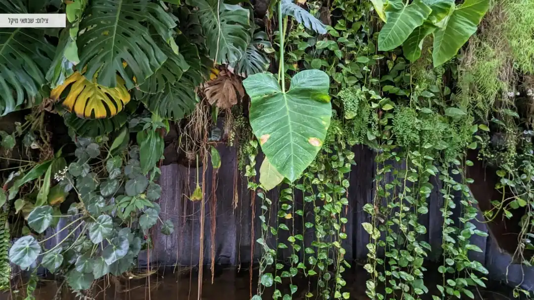 צמחיה מרהיבה