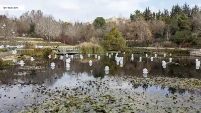 אגם עם צימחיית מים אגם עם צימחיית מים
