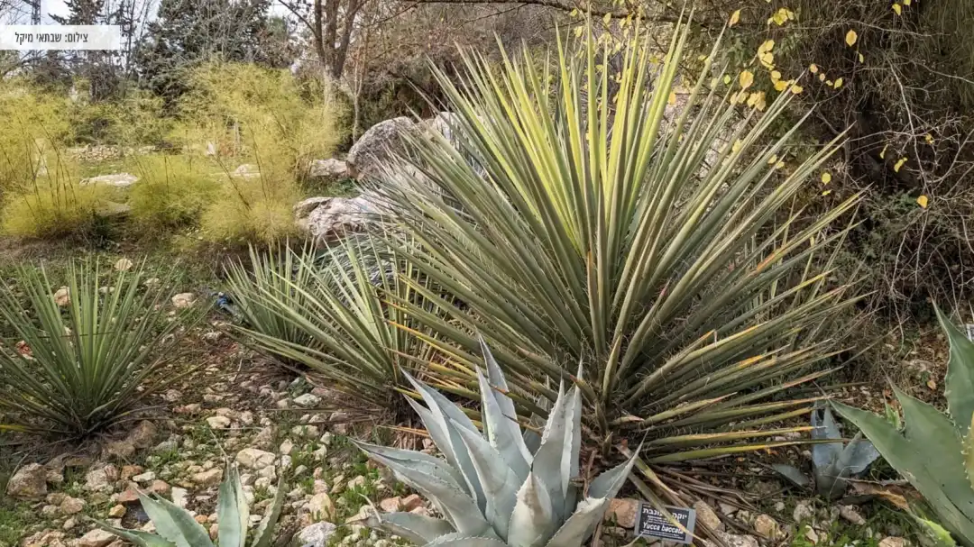 עצי קקטוס שונים