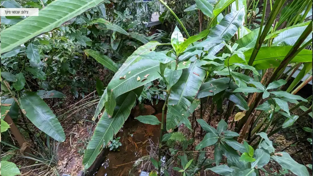 צמחיה מיוחדת בגן