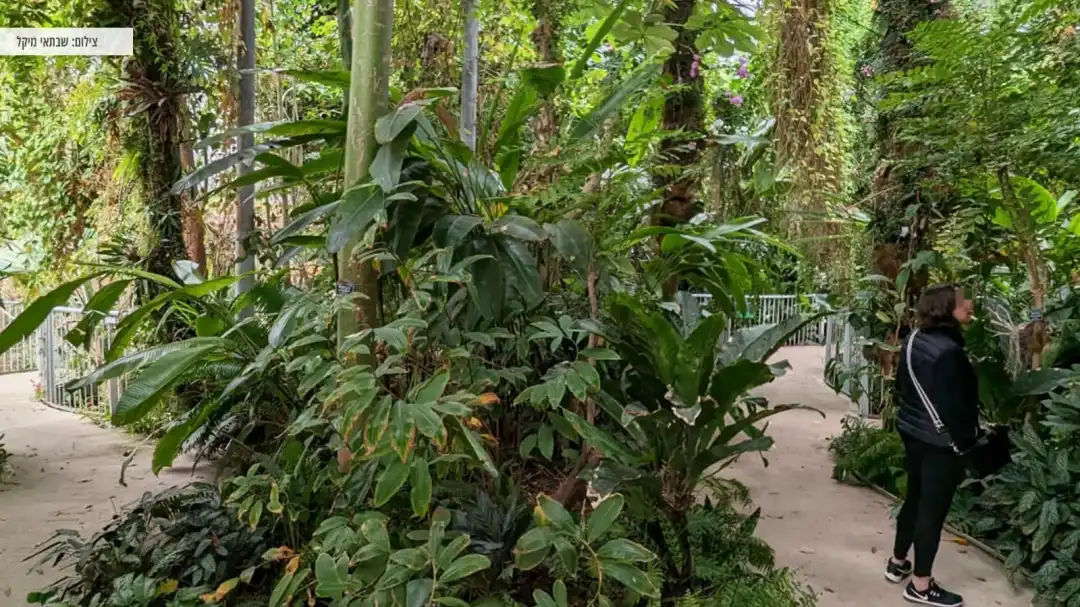 התפצלות שבילים במתחם