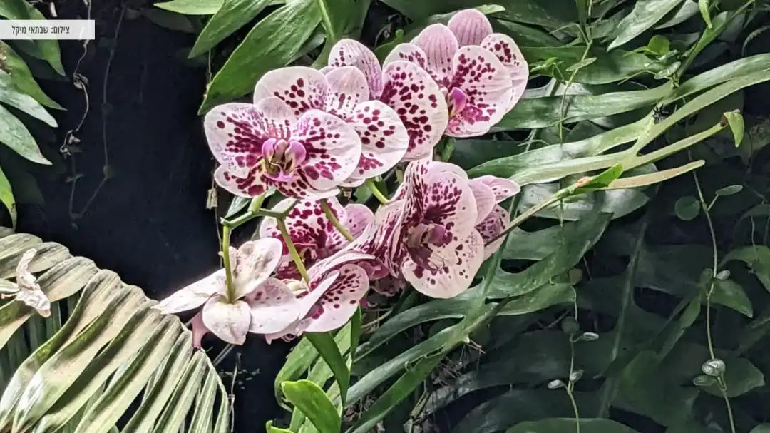 פרחים ורודים יפייפים