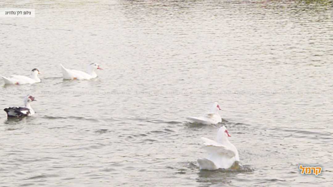 אגם מונפורט