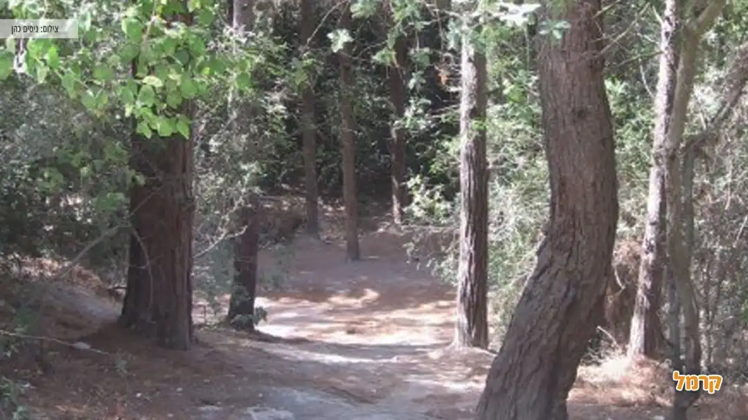 שביל הליכה בין עצים ענקיים במסלול השופט