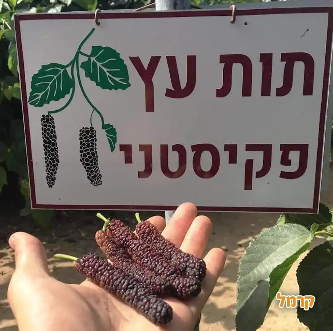 אגרונן