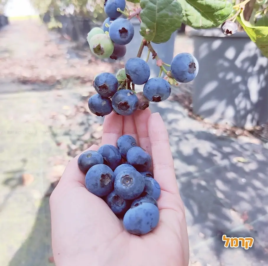 אגרונן - קטיף עצמי בגדרה