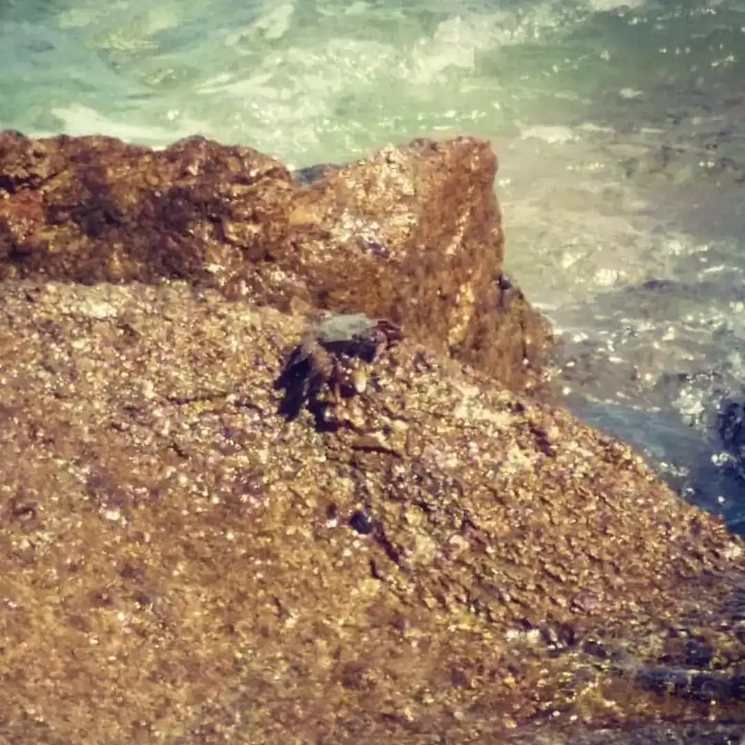 סרטן קטן על הסלע ליד הים