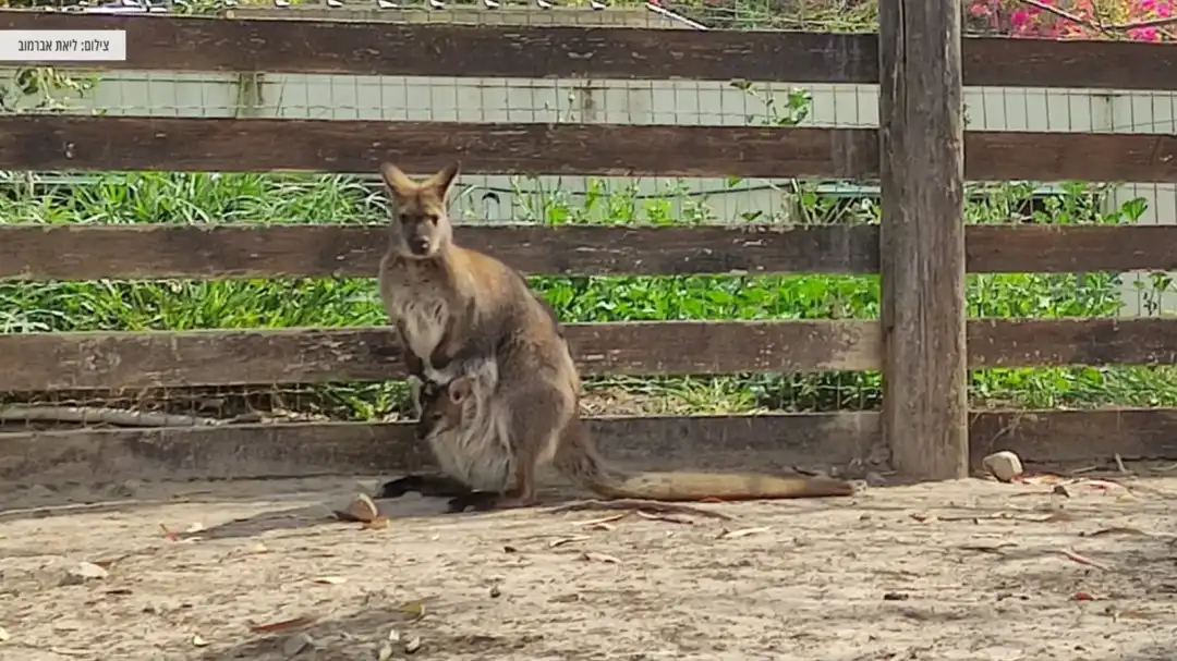 אמא קנגורו סוחבת קנגורו תינוק בכיס