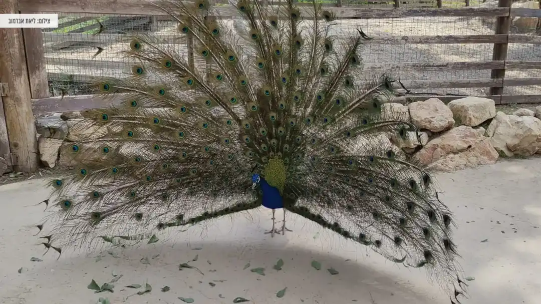 טווס פורס את הזנב