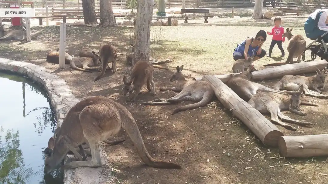 הרבה קנגוריים חמודים