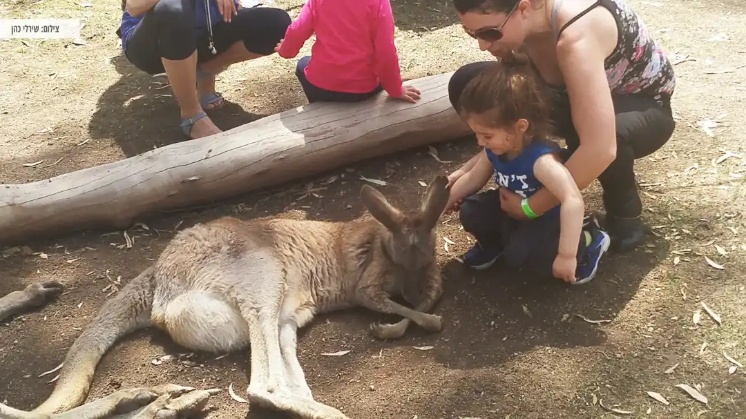 ילד מלטף קנגרו ששוכב