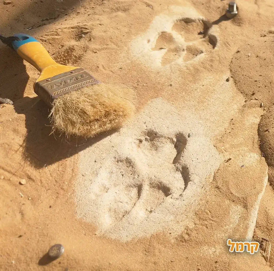 קלחים ומבוכים