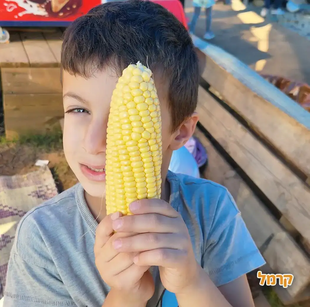 קלחים ומבוכים