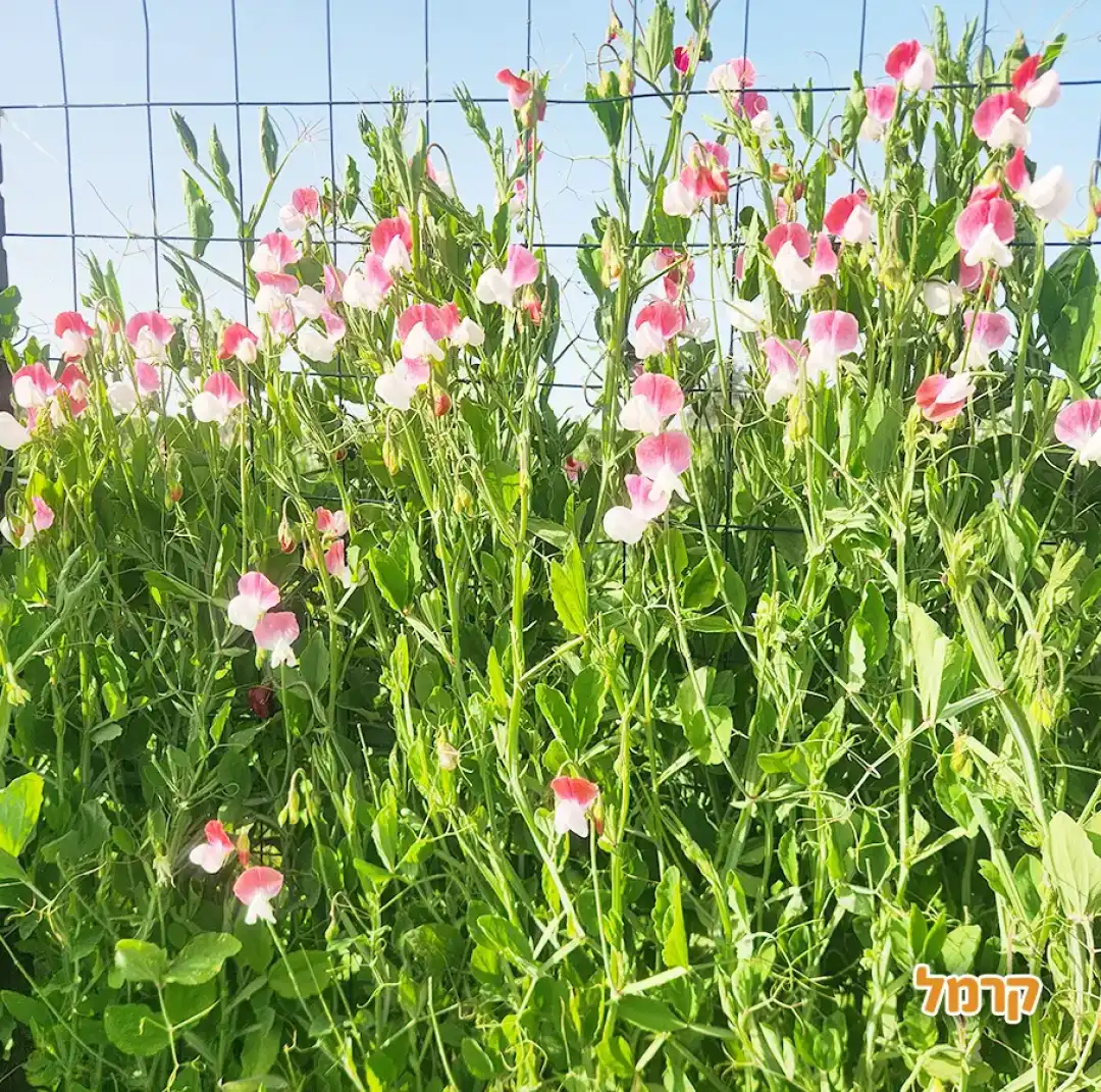 קלחים ומבוכים