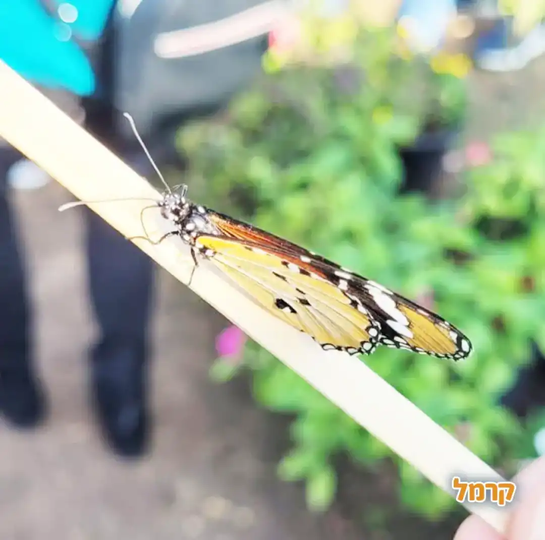 משתלת הפרפרים