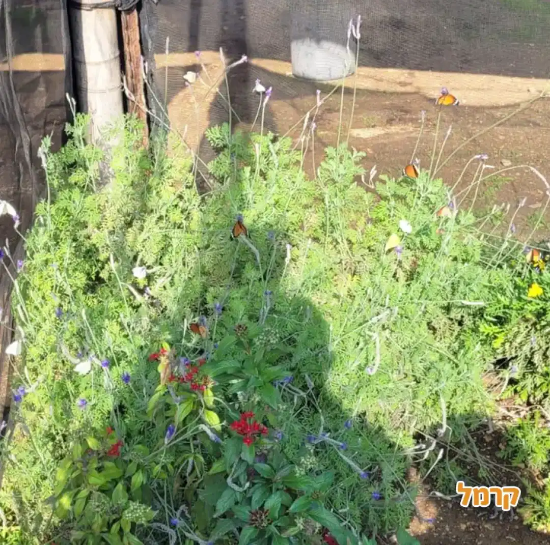 משתלת הפרפרים