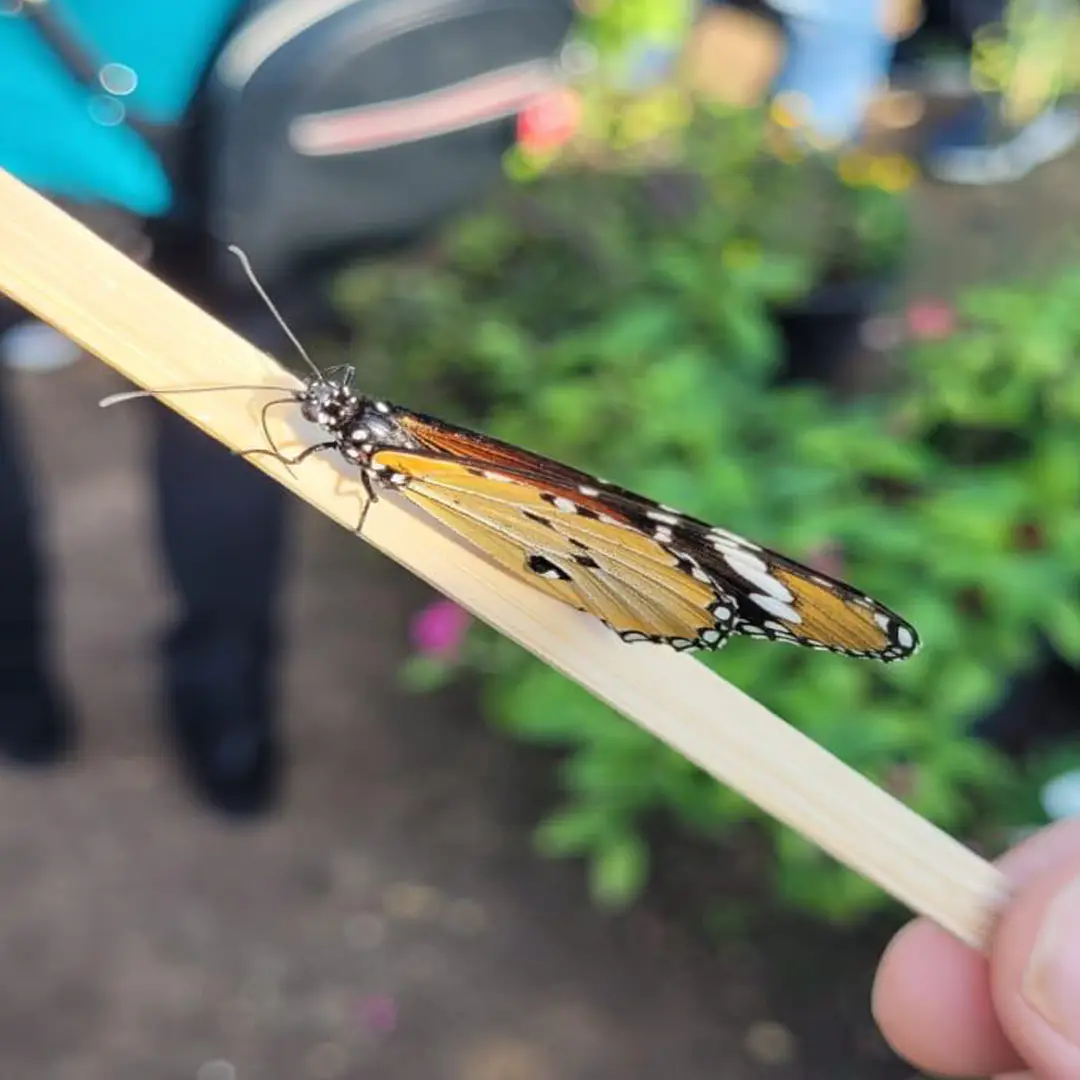 משתלת הפרפרים