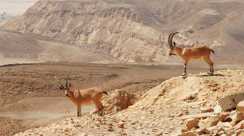 עין פרת עין פרת