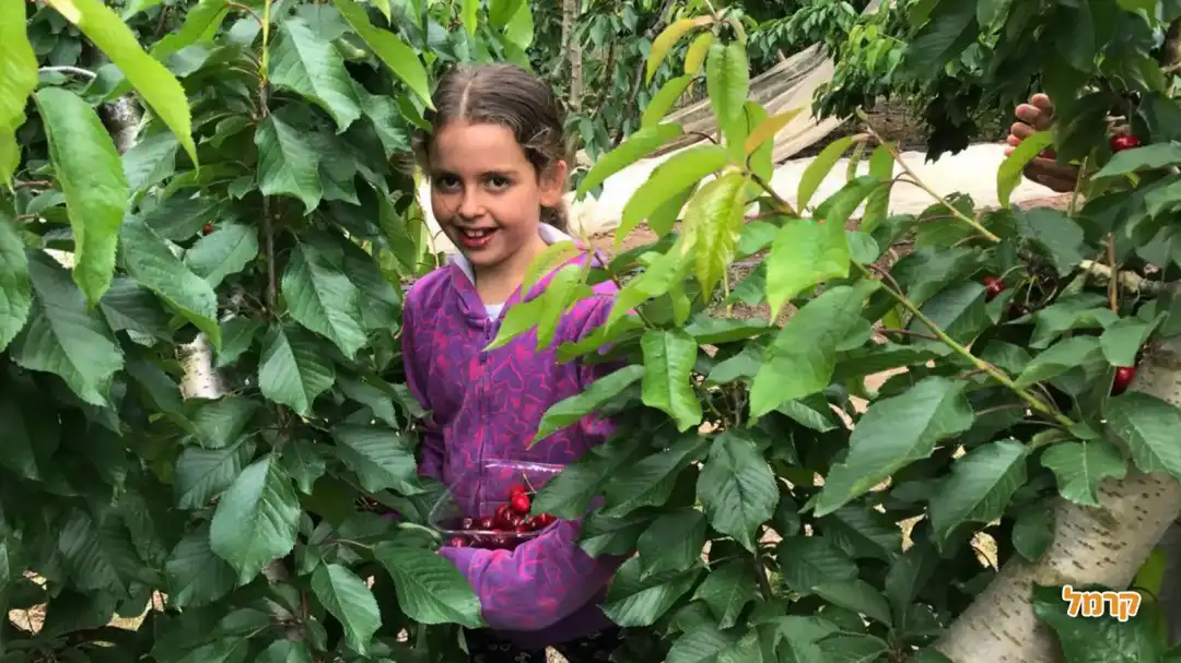 קטיף הדובדבנים של פהד