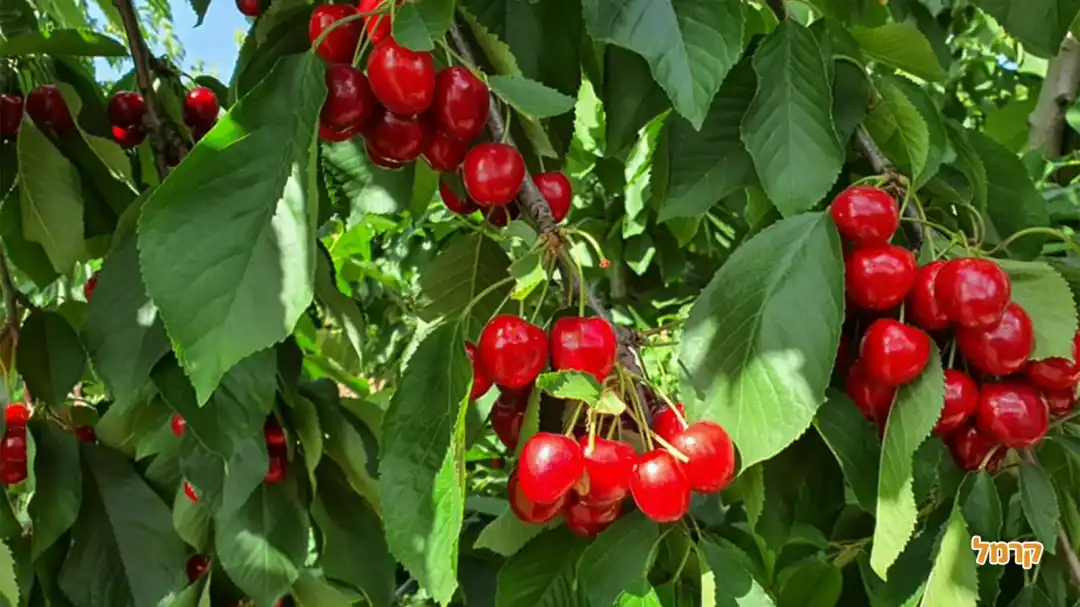 קטיף הדובדבנים של פהד