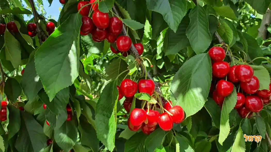קטיף הדובדבנים של פהד קטיף הדובדבנים של פהד