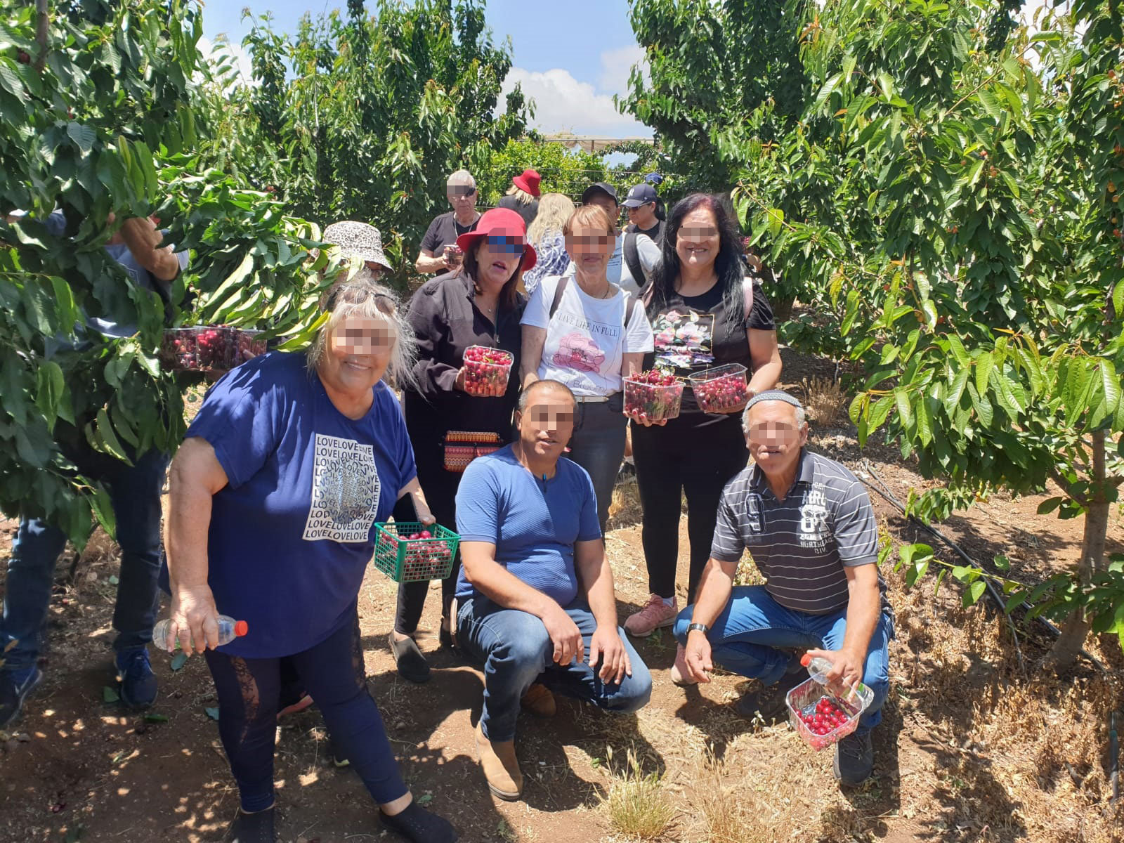 קטיף הדובדבנים של פהד קטיף הדובדבנים של פהד