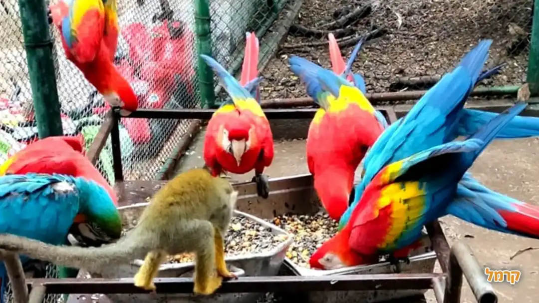 תוכים צבעוניים