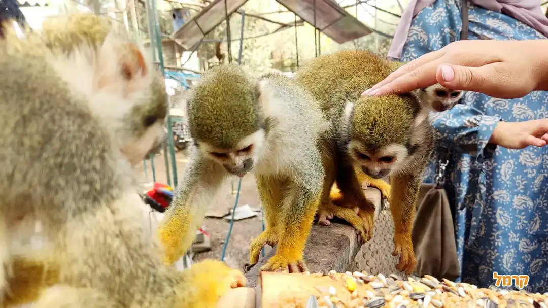 קופים אוכלים