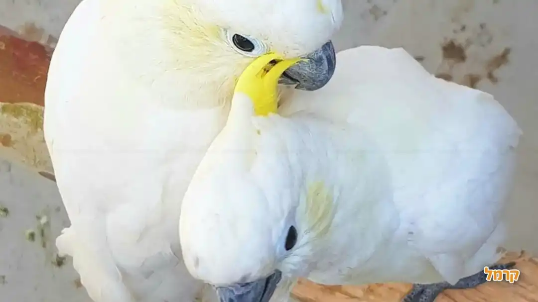 תוכים לבנים