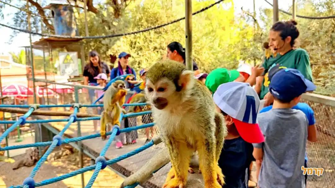כלוב הקופים