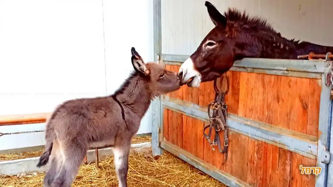 חמורים במתחם