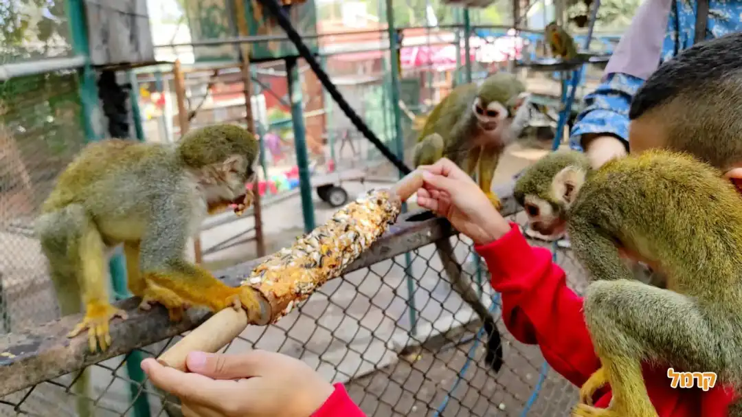 האכלת קופים