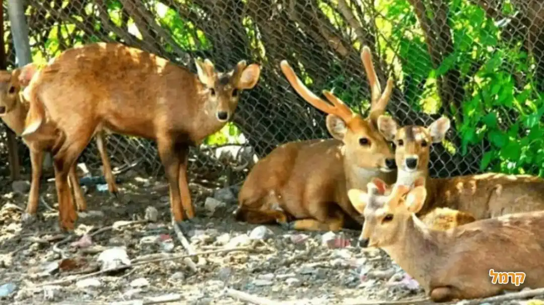 כלוב הצבאים