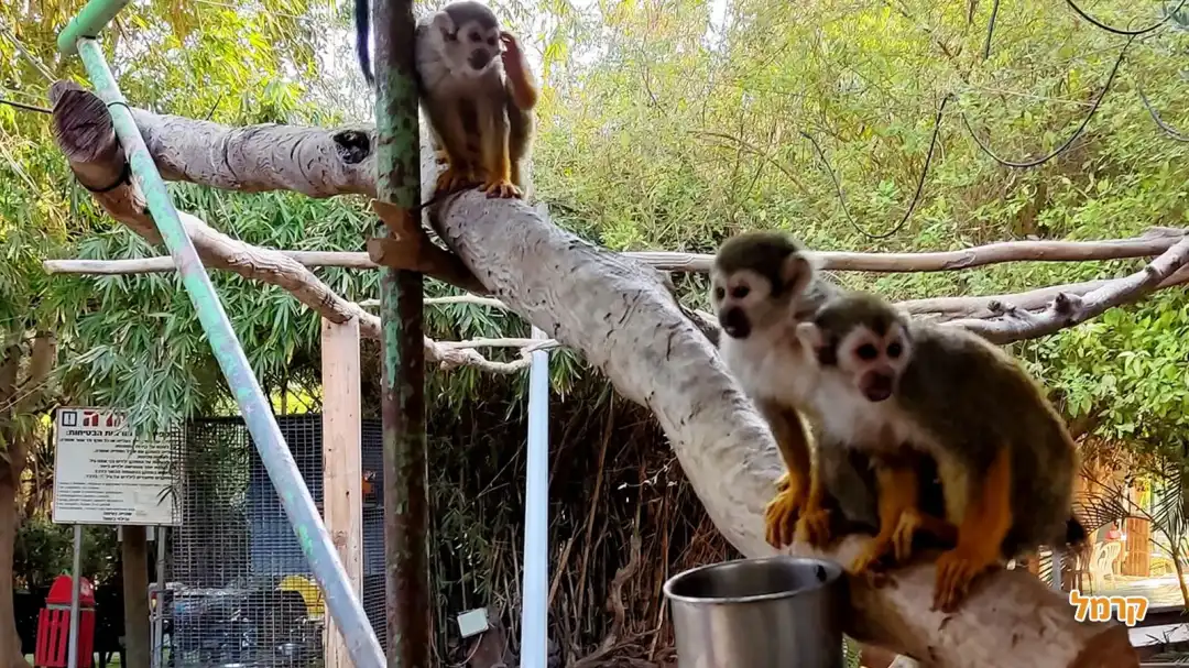 הקופים הקטנים