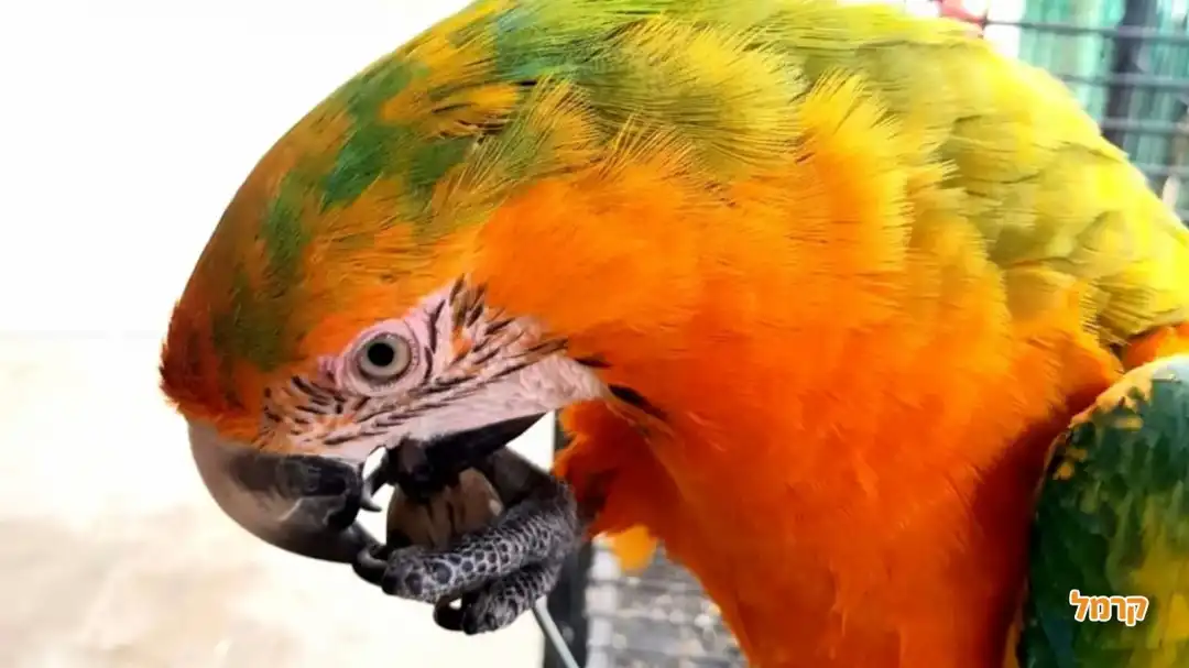 האכלת תוכים