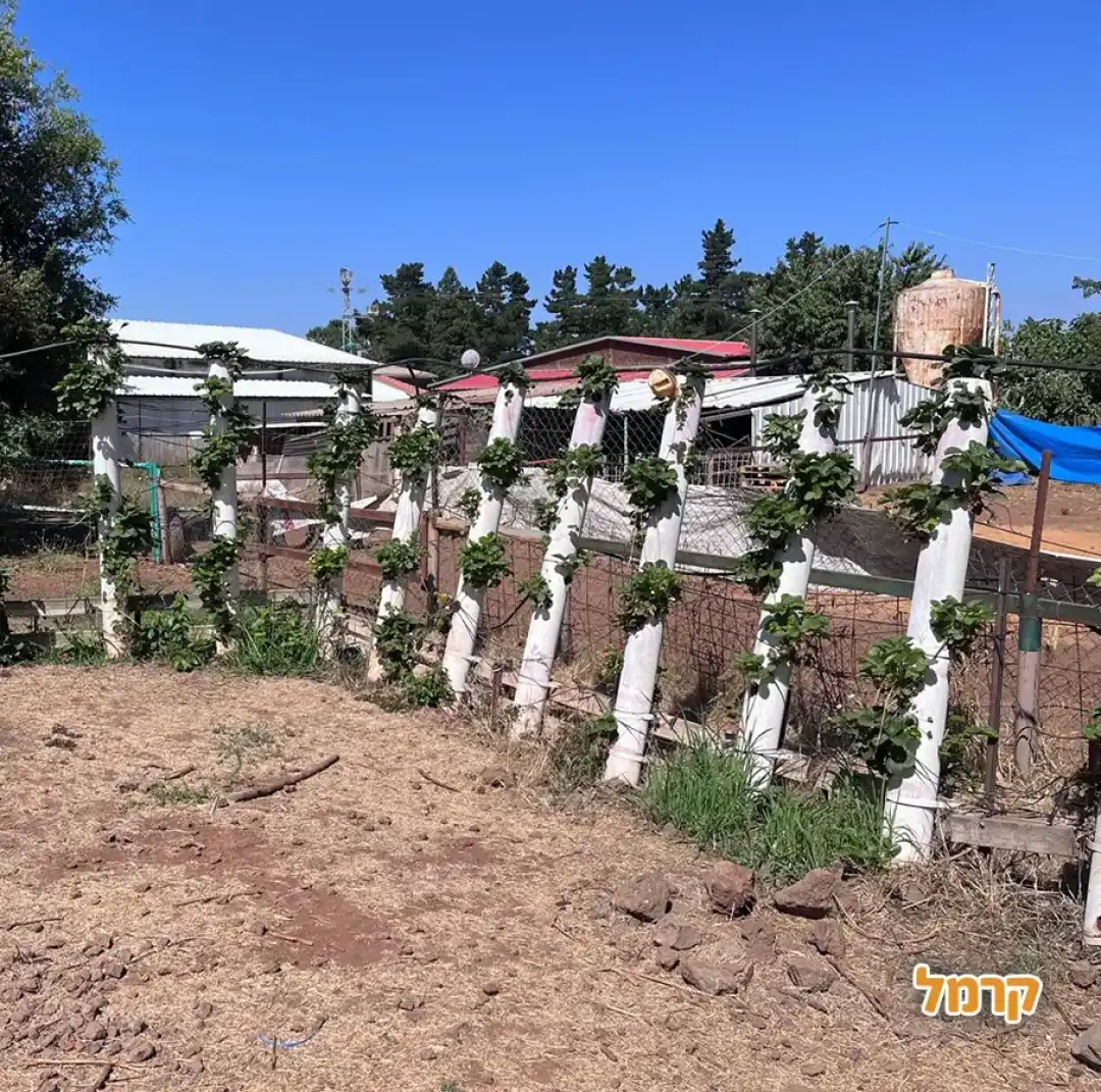 גם קטיף של פירות יער