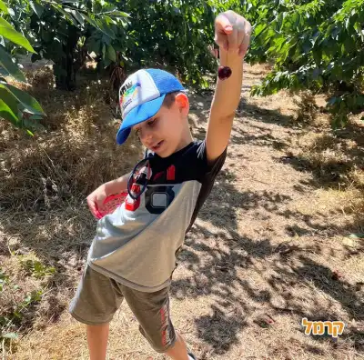 חוויה של קטיף