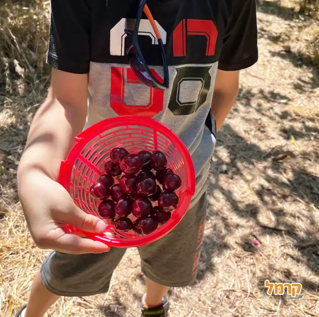 ילדה קוטפת דובדבנים בחוות הסוס והדובדבן