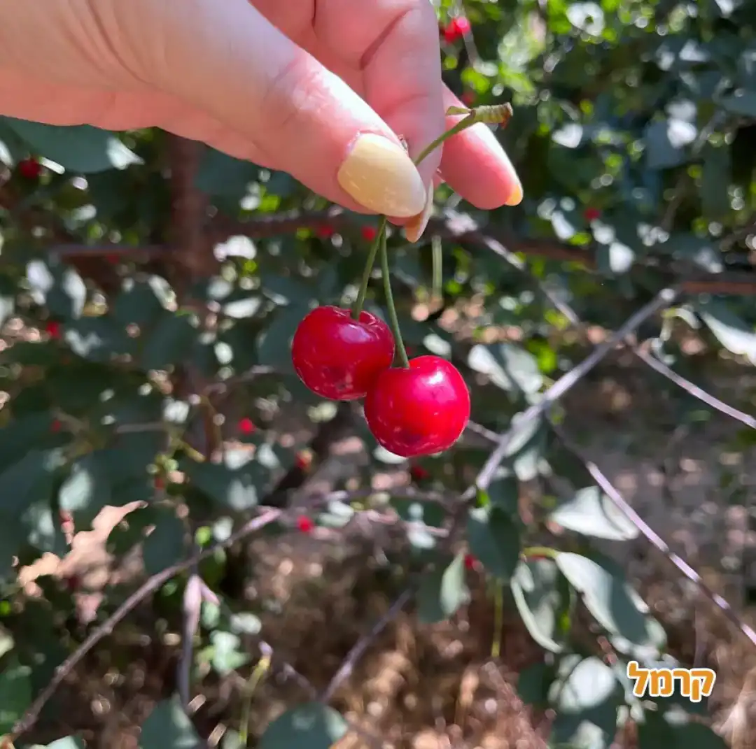 ילדה קוטפת דובדבנים בחוות הסוס והדובדבן