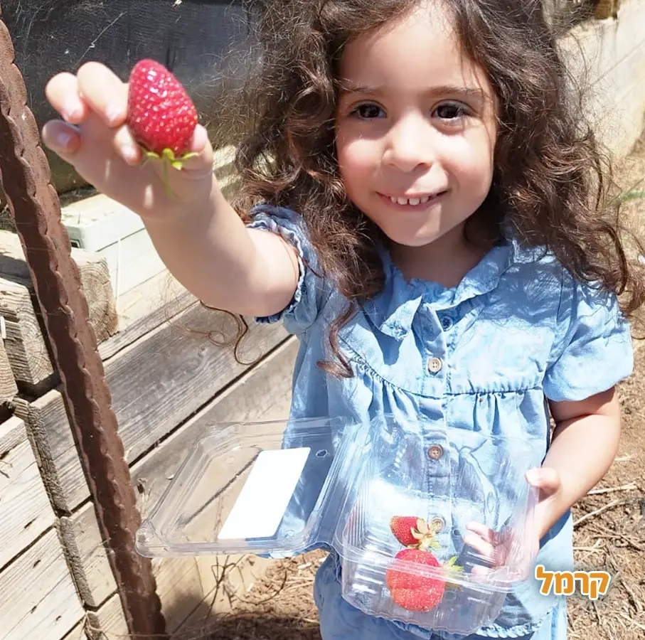 קטיף בוסתן בראשית בגולן