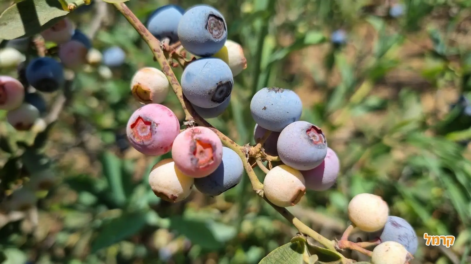 קטיף עין זיוון - בוסתן בראשית בגולן