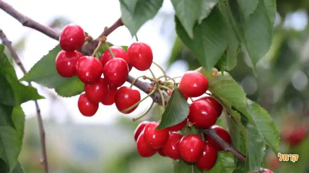 קטיף עין זיוון