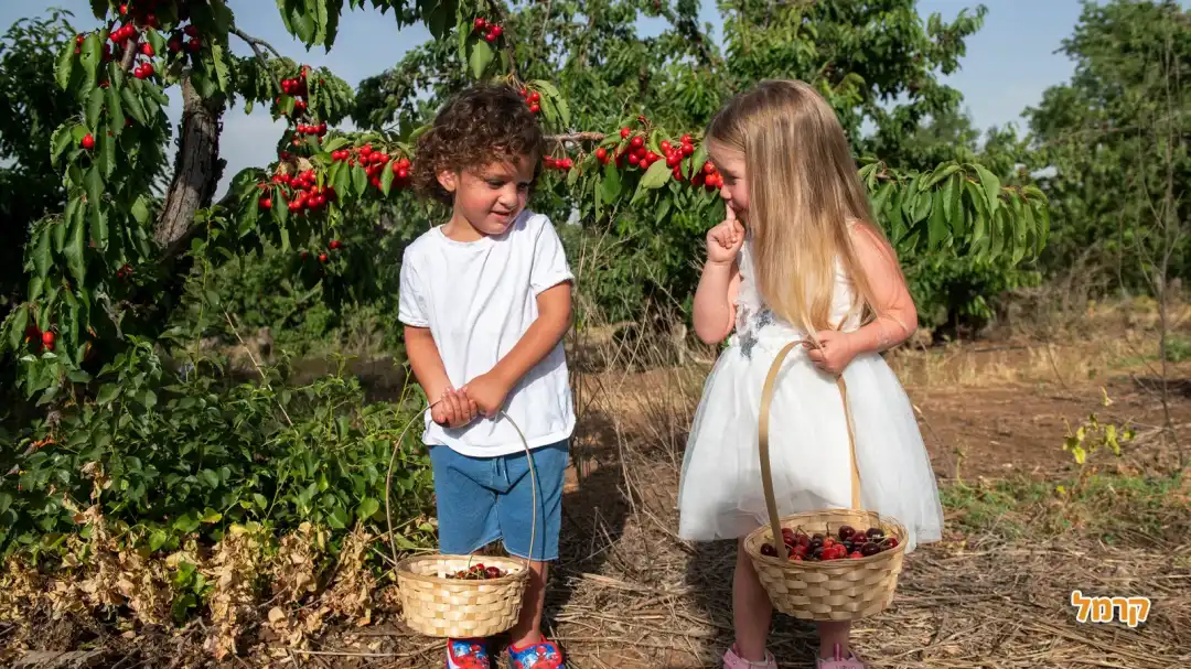 קטיף עין זיוון