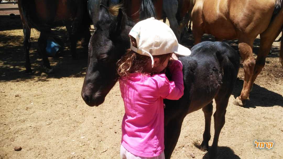 חוות הבוקרים