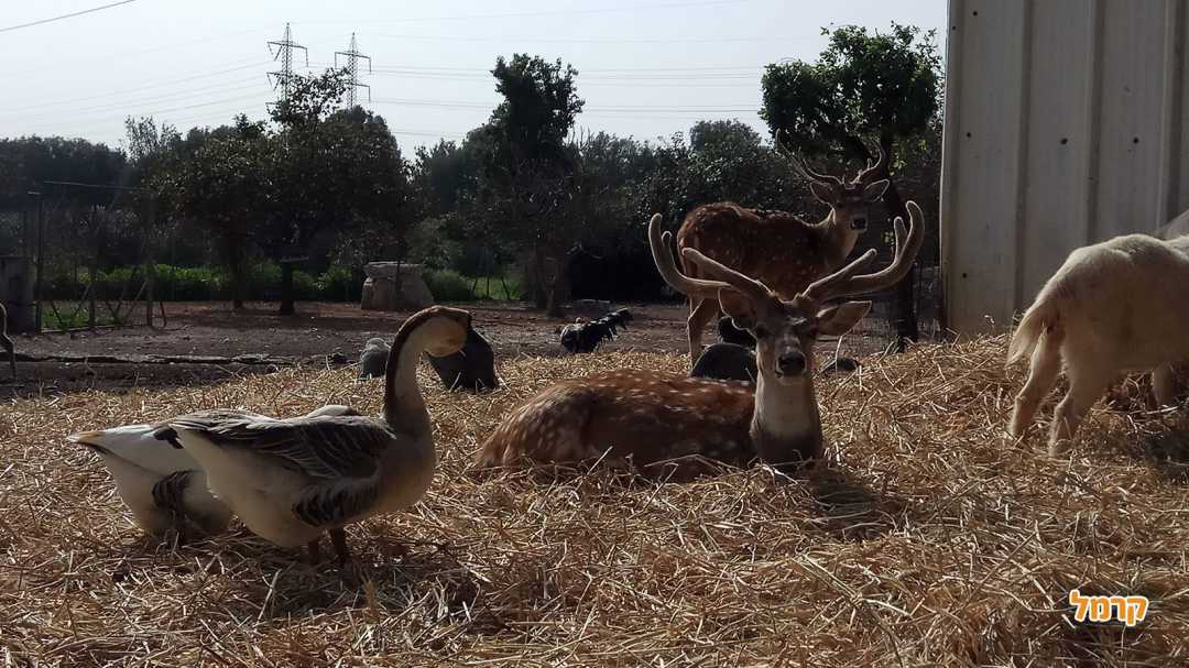 מנוחת האייל