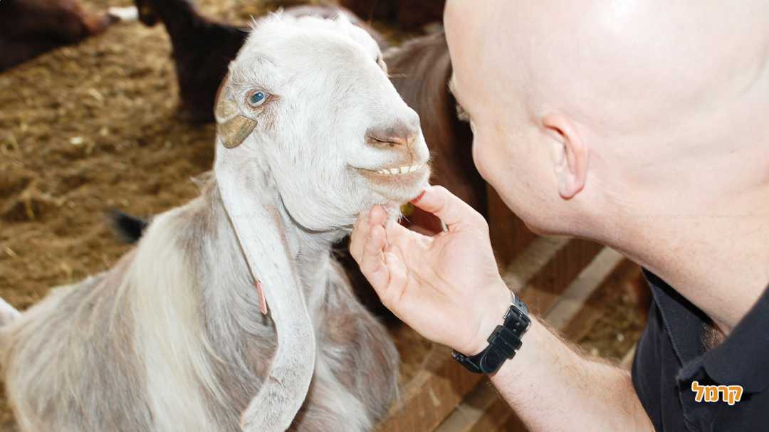 עיזה ידידודית