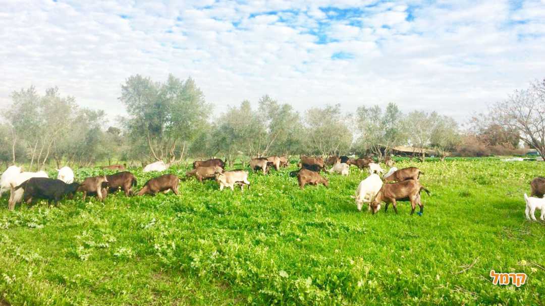 העיזים מטיילים באחו