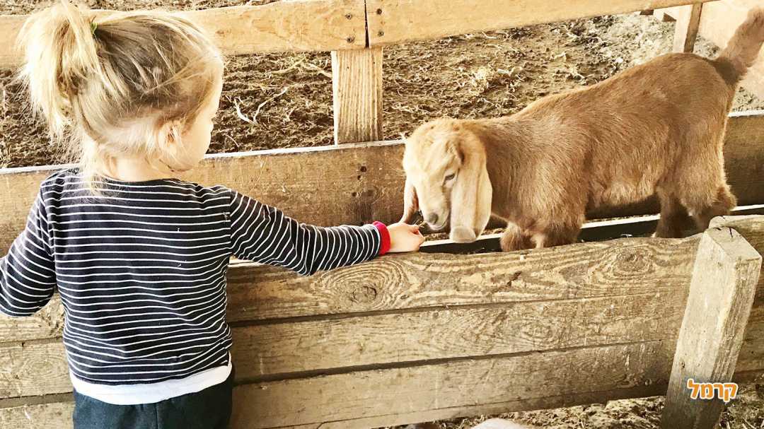 האכלת החיות
