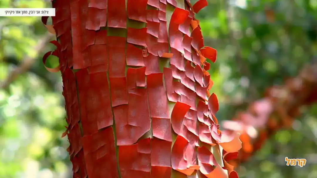 עץ הקטלב בעת התקלפות