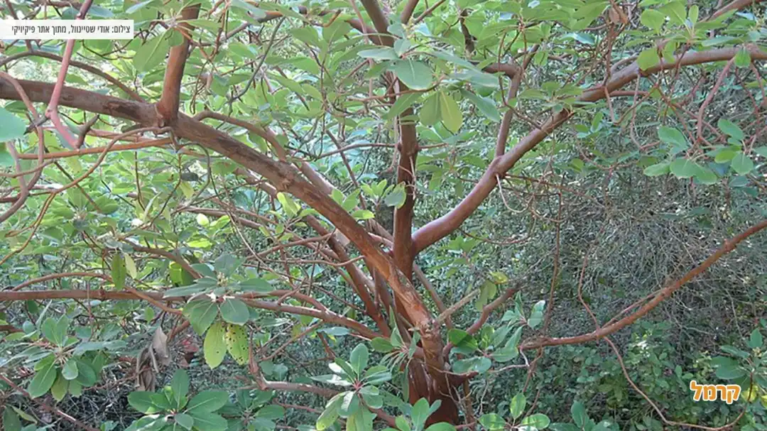 מבט על עץ הקטלב בנחל קטלב